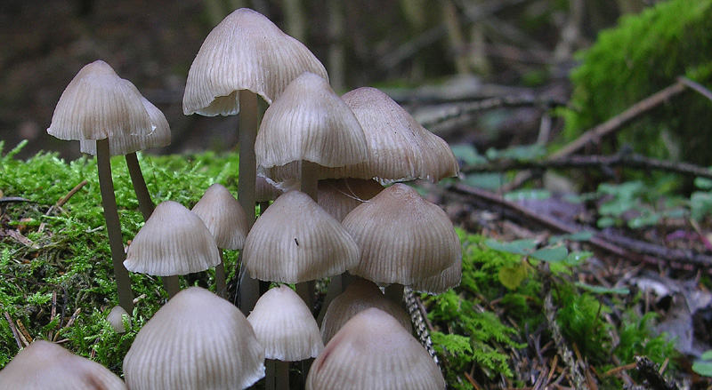 Fungo da determinare 7 (cfr. Mycena zephirus)